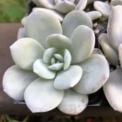 もみちゃん様 リクエスト 2点 まとめ商品