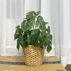 IKEA フェイクグリーン フェイカ（モンステラ）＋鉢カバーのサムネイル