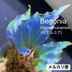 2025年最新】BEGONIA kapuashuluensisの人気アイテム - メルカリ
