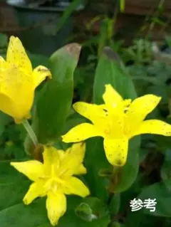 山野草　ホトトギス苗画像の　 キバナホトトギス開花2芽苗お届けいたします。のサムネイル