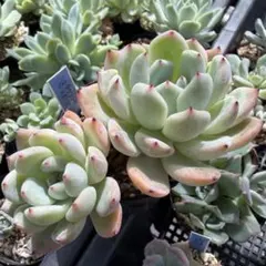 2026年最新】多肉植物ラウリンゼ×そわそわの人気アイテム - メルカリ