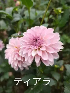 美晴様 専用 ダリア球根 ティアラ ラブ