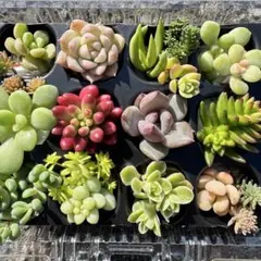 2026年最新】パープルヘイズ 多肉の人気アイテム - メルカリ