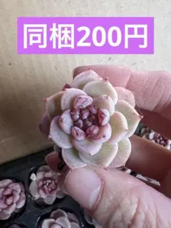 こまち様 リクエスト 3点 まとめ商品