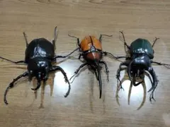 いきもの大図鑑アドバンス　カブトムシ3点セット
