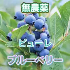 完熟ブルーベリー ピューレ　約200g　農薬除去済　常温でも長持ち もち国産のサムネイル