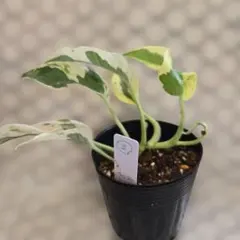 かなた様 リクエスト 2点 まとめ商品