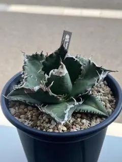 MF planta】アガベ オテロイ 実生選抜株 鉢ごとメルカリ便発送 - メルカリ