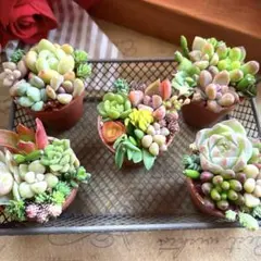 5個セット♡多肉植物寄せ植え♡そのまま飾れる♡