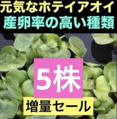 ホテイアオイ　ホテイソウ(psb 浮き草　アマゾンフロッグピット　水草　ホテイ草のサムネイル