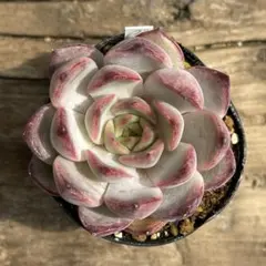 Ahskha様 リクエスト 2点 まとめ商品