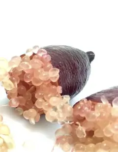 最終セール！フィンガーライム 種【100粒】 - メルカリ