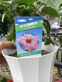 junjun様 リクエスト 2点 まとめ商品