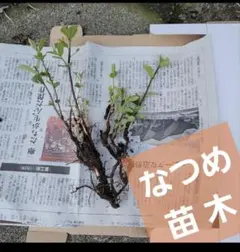 なつめ 苗木(ナツメ、棗)　果樹　No.21のサムネイル