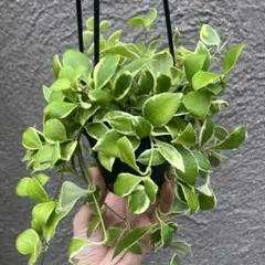 希少ホヤ｜ホヤ・コンパクタ バリエガータ 観葉植物 吊り下げ - メルカリ