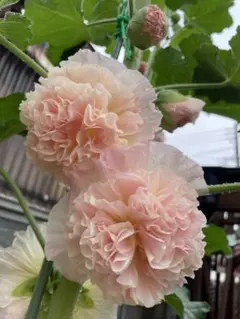 タチアオイ、薄ピンク