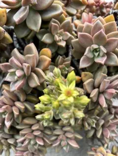 ピーチ姫】ブロンズ姫錦 斑入り 2個 カット苗 多肉植物 - メルカリ