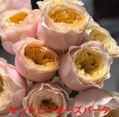 バラ苗(55)四季咲き 超強健 レア 長花持ち つるバラ 強香 複色 - メルカリ