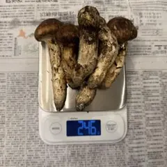 お値打ち松茸】岩手雫石町産 天然 松茸 4本 205g - メルカリ