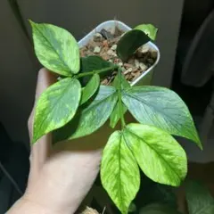 Hoya polyneura albomarginata ポリネウラ 外斑入り - メルカリ