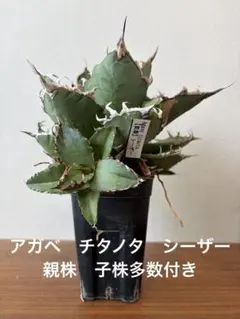 アガベ チタノタ シーザー 親株 子株多数付き 鉢植え