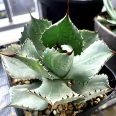 2025年最新】綴化 アガベの人気アイテム - メルカリ