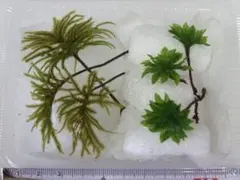 天然/無農薬！苔/シノブゴケ ハイゴケ スナゴケ 基本苔 3種セット