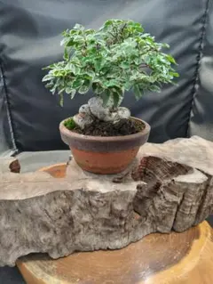 ハマヒサカキ　盆栽 観葉植物 鉢植え　小品　琉球盆栽 ハマヒサカキ 盆栽 観葉植物 鉢植え 小品 琉球盆栽 - メルカリ
