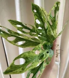 専用商品　モンステラ　ミント　2 Yahoo!オークション -「モンステラ ミント」(モンステラ) (観葉