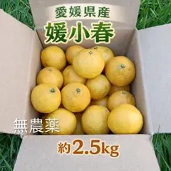 媛小春　今だけ　箱込み10キロ 訳あり媛小春10」【送料無料】【希少品種】【訳あり品】【数量限定