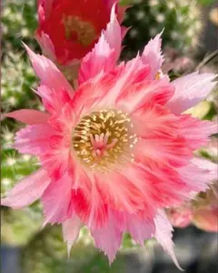 専用ページです！花サボテン カキコ2個♬ 花サボテン、カキコ_TS126_2210 - メルカリ
