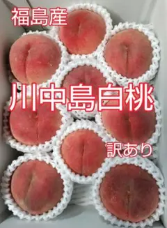 川中島水蜜桃 5kg 15玉前後クール便発送 川中島水蜜桃 5kg 15玉前後クール便発送 - メルカリ