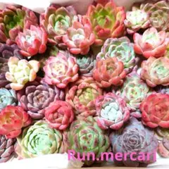 e81多肉植物エケベリア〈カット苗〉☆寄植えMIX☆