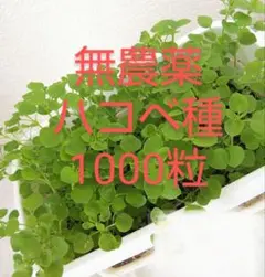 無農薬 ハコベの種 1000粒のサムネイル