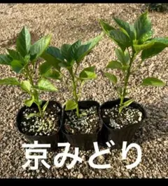 Rie様 リクエスト 3点 まとめ商品