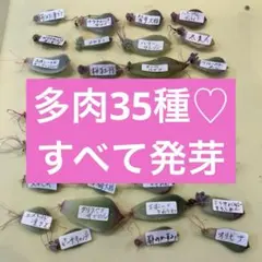 いちご苗 いちごさん