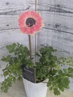 【現品・ポットまま発送】超希少　アネモネクラシカルピンクサーモンピンク㉑