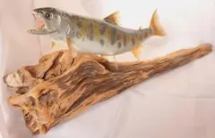 2026年最新】ヤマメ剥製の人気アイテム - メルカリ