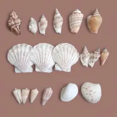 貝殻 まとめ売り 18個 インテリア ハンドメイド