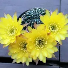 多肉植物 花サボテン ロビビア
