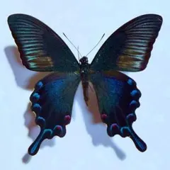 蝶標本 蛾標本 蝶類標本 昆虫標本 鱗翅目 オオルリアゲハ - メルカリ