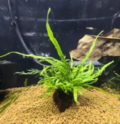 xyris sp red水中葉子株1株 水草 ADA 水槽 - メルカリ