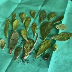 無農薬　多肉植物　うちわサボテン抜き苗20本