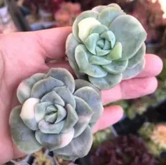 ③ラブリーローズ錦3カット カット苗 多肉植物 エケベリア 斑入り 寄せ