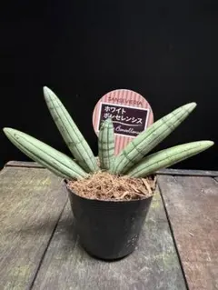 2026年最新】サンスベリア 希少の人気アイテム - メルカリ