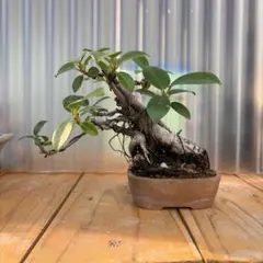 2026年最新】ガジュマル盆栽の人気アイテム - メルカリ