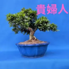 さつき盆栽【貴公子】皐月盆栽 - メルカリ