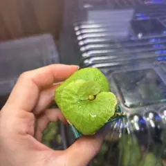 ビカクシダのサムネイル