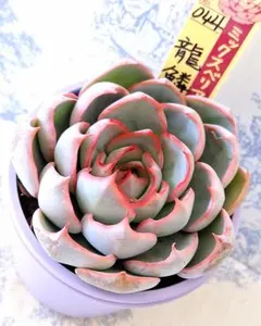 2025年最新】龍鱗蓮華の人気アイテム - メルカリ