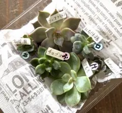 多肉植物　カット苗　詰め合わせ